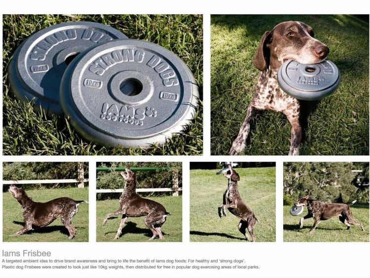 iams-frisbee-promotional-product